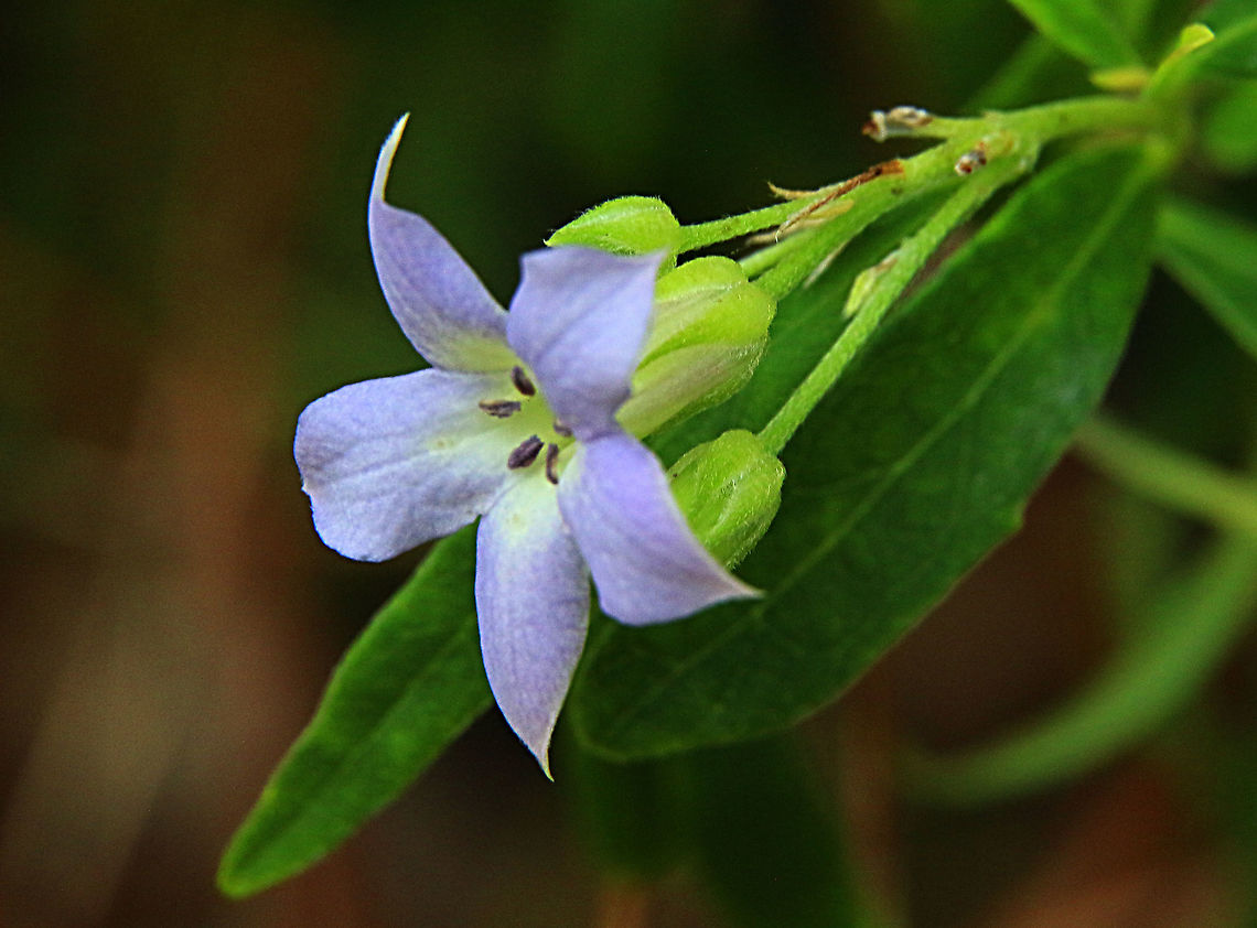Sweet apple-berry - Billardiera cymosa  Australia,Billardiera cymosa,Geotagged,Sweet apple-berry,Wintereamw floraeamw flora