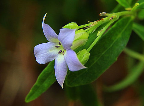 Sweet apple-berry - Billardiera cymosa  Australia,Billardiera cymosa,Geotagged,Sweet apple-berry,Wintereamw floraeamw flora