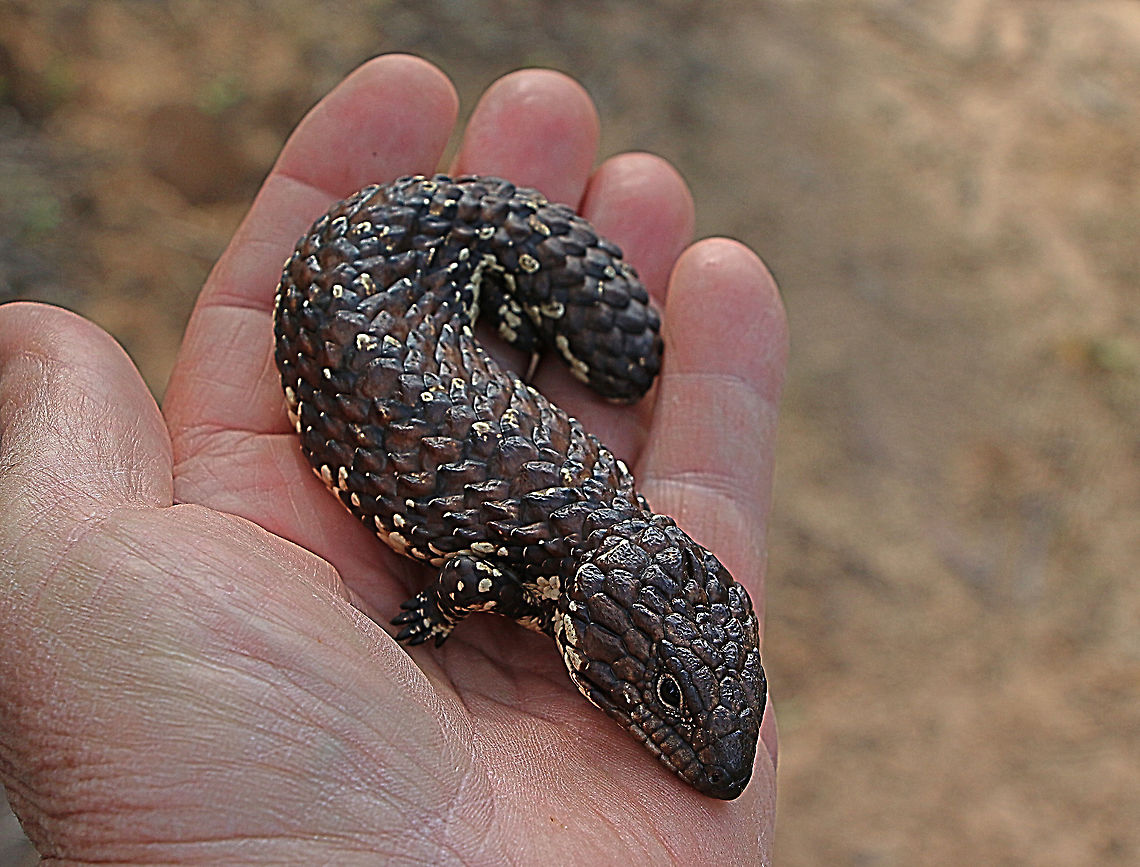 Bobtail Skink - Tiliqua rugosa Normally I don&rsquo;t like to upload to many of the same species. This one however is the first near to newborn one I have found . The youngster was foraging in a coastal heath area and was less then 20 Cm long.  Australia,Bobtail Skink,Eamw skinks,Geotagged,Tiliqua rugosa,Winter