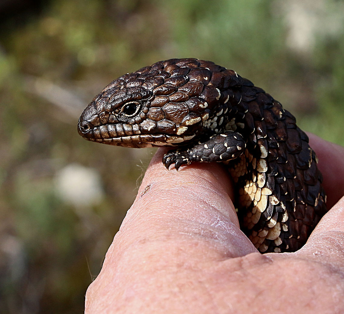 Juvenile Bobtail Stink - Tiliqua rugosa  Australia,Bobtail Skink,Eamw skinks,Geotagged,Tiliqua rugosa,Winter