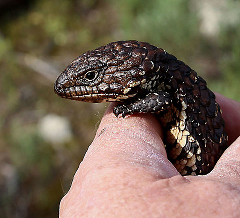 Juvenile Bobtail Stink - Tiliqua rugosa  Australia,Bobtail Skink,Eamw skinks,Geotagged,Tiliqua rugosa,Winter