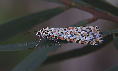 Heliotrope moth - Utetheisa pulchelloides  Ardices glatignyi,Australia,Black and white tiger moth,Eamw moth,Geotagged,Heliotrope moth,Utetheisa ew,Utetheisa pulchelloides,Winter