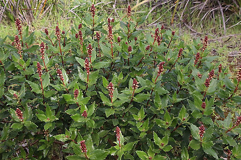 Inkweed - Phytolacca octandra Growing in coastal heath habitat. Australia,Eamw flora,Geotagged,Inkweed,Phytolacca octandra,Winter
