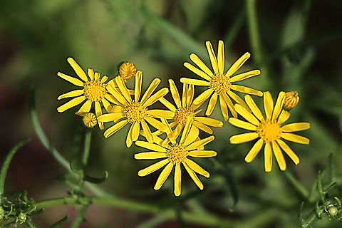 Narrow - leaved ragworth A introduced species from Southern Africa Australia,Eamw flora,Geotagged,Senecio inaequidens,Winter