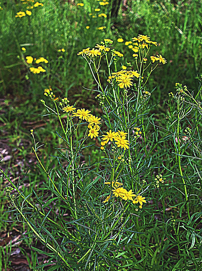Narrow-leaved ragworth - Senecio inaequidens Introduced to Australia . The plants original distribution is Southern Africa. Australia,Geotagged,Senecio inaequidens,Wintereamw flora