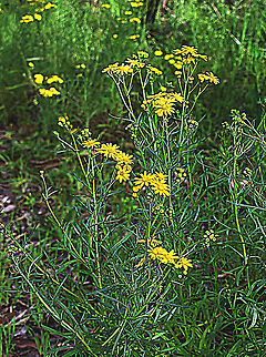 Narrow-leaved ragworth - Senecio inaequidens Introduced to Australia . The plants original distribution is Southern Africa. Australia,Geotagged,Senecio inaequidens,Wintereamw flora