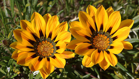 Gazania rigens Introduced to Australia from Southern Africa and many other areas across the world. It is being cultivated as a ornamental garden plant . It has become a pest species in South Australia and has invaded many areas along the coast. Looks stunning but a problem. Australia,Eamw flora,Gazania rigens,Geotagged,Winter