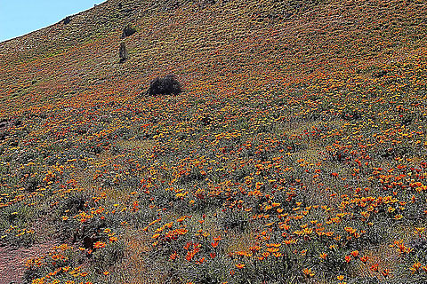 Gazania rigens Gazania rigens gone wild along the South Australian coast . Australia,Eamw flora,Gazania rigens,Geotagged,Winter