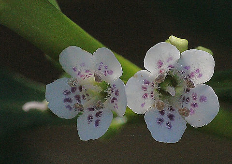 Common boobialla - Myoporum insulare  Australia,Common boobialla,Eamw flora,Geotagged,Myoporum insulare,Spring