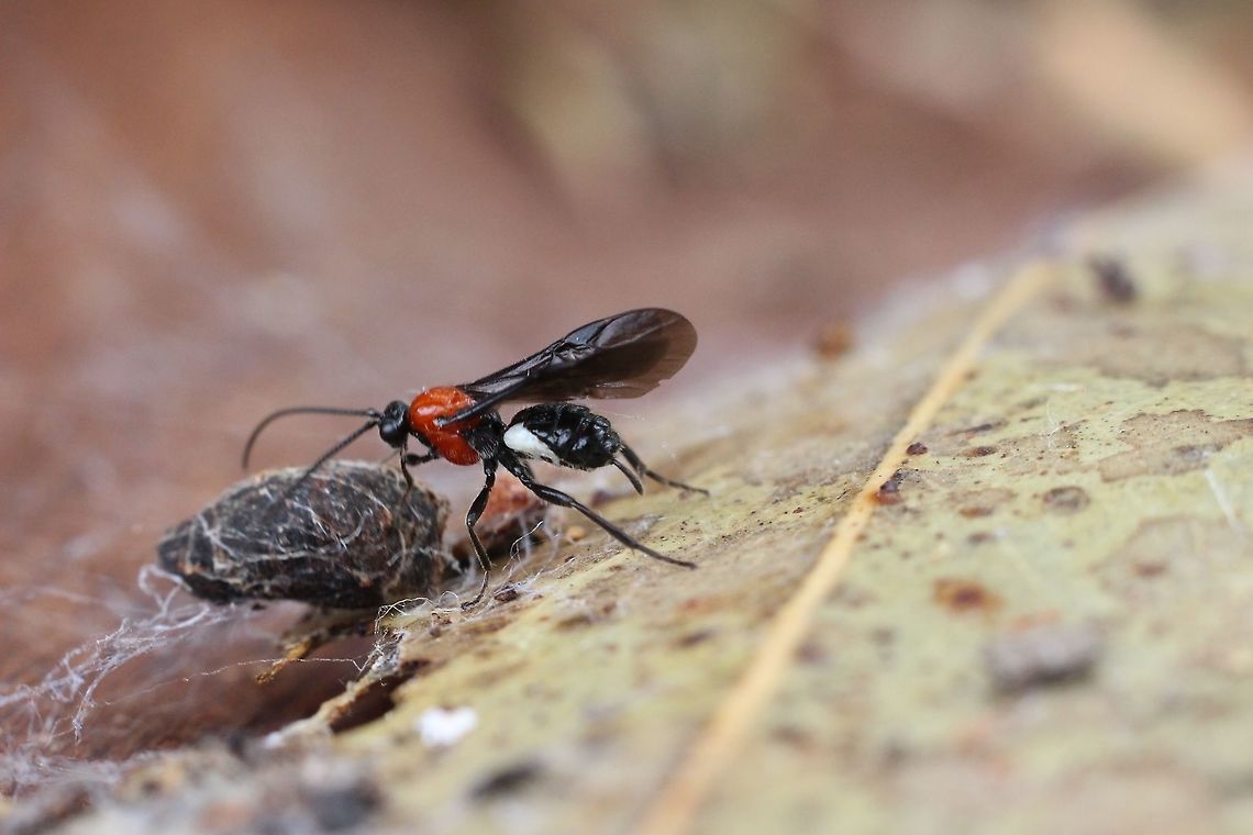Bracionid wasp - genus : Campyloneurus sp.  Australia,Eamw wasps,Geotagged,Summer