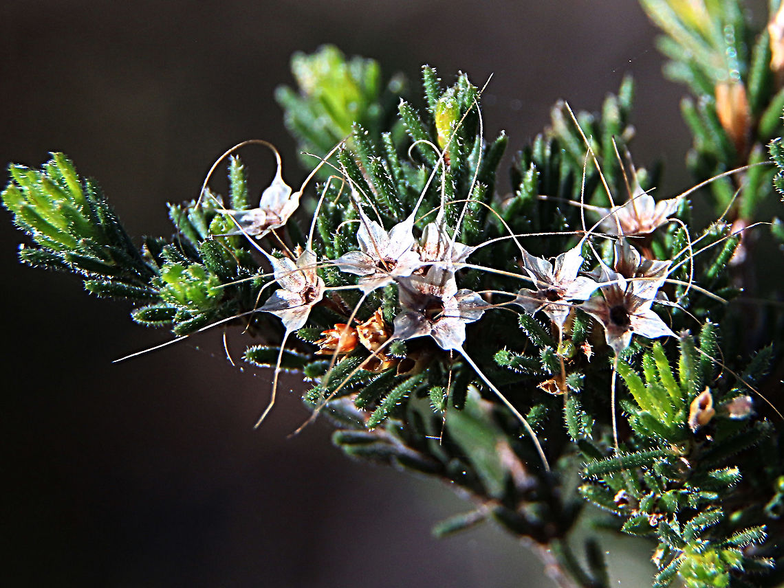 Unidentified  Australia,Calythrix tetragona,Calytrix tetragona,Eamw flora,Geotagged,Winter