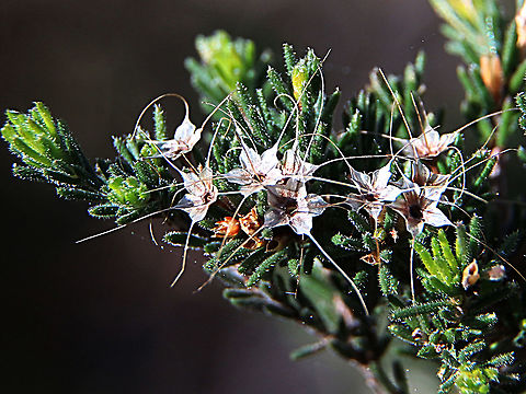 Unidentified  Australia,Calythrix tetragona,Calytrix tetragona,Eamw flora,Geotagged,Winter