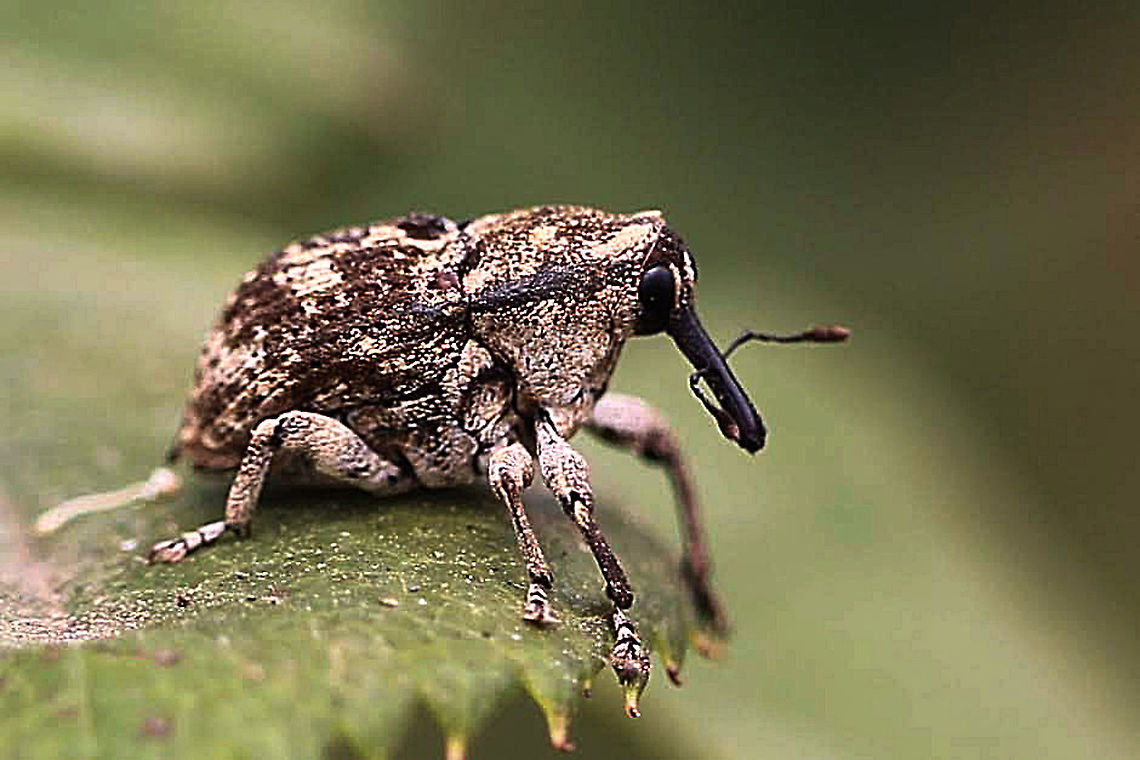 Elephant Weevil - Eutyrhinus meditabundus  Australia,Eamw beetles,Elephant Weevil,Eutyrhinus meditabundus,Geotagged,Spring