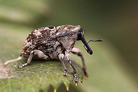 Elephant Weevil - Eutyrhinus meditabundus  Australia,Eamw beetles,Elephant Weevil,Eutyrhinus meditabundus,Geotagged,Spring