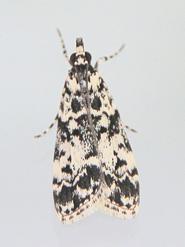 Scoparia exhibitalis A very small moth approximately 8 -10 mm body length. Australia,Eamw moth,Encounter Bay SA,Geotagged,Scoparia ew,Scoparia exhibitalis,Winter