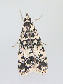 Scoparia exhibitalis A very small moth approximately 8 -10 mm body length. Australia,Eamw moth,Encounter Bay SA,Geotagged,Scoparia ew,Scoparia exhibitalis,Winter
