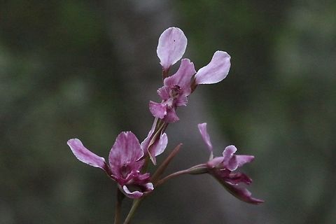 Slender purple donkey orchid, Australia  Australia,Diuris parvipetala,Eamw flora,Eamw orchids,Geotagged,Orchids November,Slender purple donkey orchid,Spring