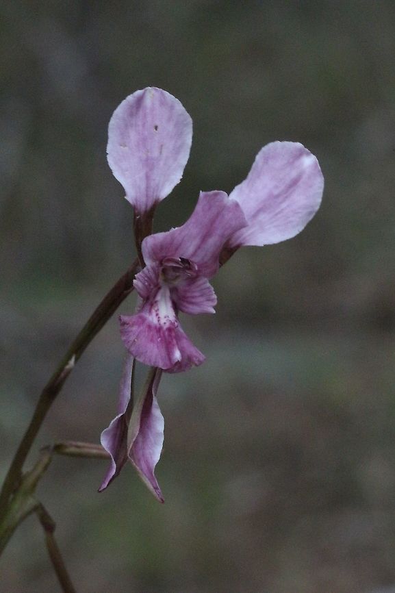 Slender purple donkey orchid - Diuris parvipetala Growing in Granit derived soil in open eucalyptus forest Diuris parvipetala,Eamw Diuris,Eamw flora,Eamw orchids,Nsw,Slender purple donkey orchid,Spring