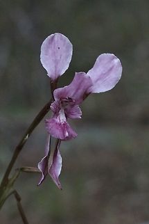 Slender purple donkey orchid - Diuris parvipetala Growing in Granit derived soil in open eucalyptus forest Diuris parvipetala,Eamw Diuris,Eamw flora,Eamw orchids,Nsw,Slender purple donkey orchid,Spring