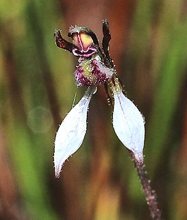 Parsons bands - Eriochilus cucullatus Australia,Eamw flora,Eamw orchids,Eriochilus cucullatus,Fall,Geotagged,Mount Billy Conservation Park,Orchids April,Parsons bands