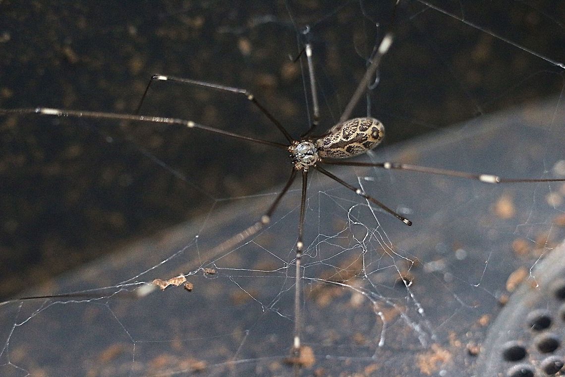 Marbled cellar spider - Holocnemus pulchei This is a Mediterranean species but is now found just about everywhere. Australia,Eamw spiders,Geotagged,Holocnemus pluchei,Marbled cellar spider,Summer