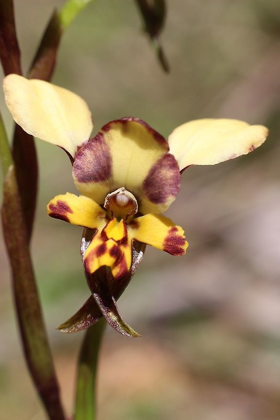 Donkey orchid - Diuris pardina  Aldinga scrub conservation park,Diuris pardina,Eamw Diuris,Eamw flora,Eamw orchids,Geotagged,Leopard Orchid