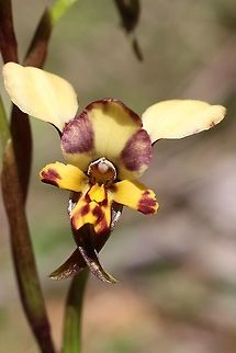 Donkey orchid - Diuris pardina  Aldinga scrub conservation park,Diuris pardina,Eamw Diuris,Eamw flora,Eamw orchids,Geotagged,Leopard Orchid
