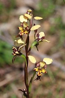 Leopard orchid -  Diuris pardina Full plant. Aldinga scrub conservation park,Diuris pardina,Eamw Diuris,Eamw flora,Eamw orchids,Geotagged,Leopard Orchid,Orchids September