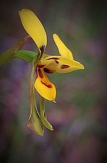 Short-leaved donkey orchid - Diuris brevifolia  Australia,Diuris brevifolia,Eamw flora,Geotagged,Short-leaved donkey orchid