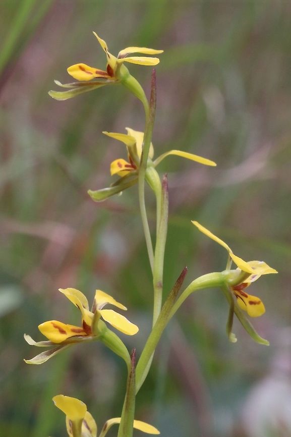 Short-leaved donkey orchid  Aldinga scrub conservation park,Diuris brevifolia,Eamw Diuris,Eamw flora,Eamw orchids,Geotagged,Orchids,Short-leaved donkey orchid,Spring