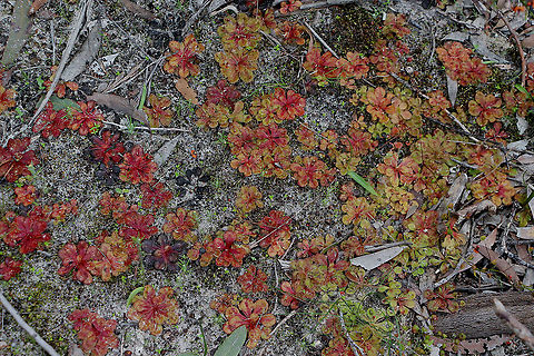 A carnivorous carpet of Drosera whittakeri  Australia,Drosera whittakeri,Eamw flora,Eamw sundews,Geotagged,Winter