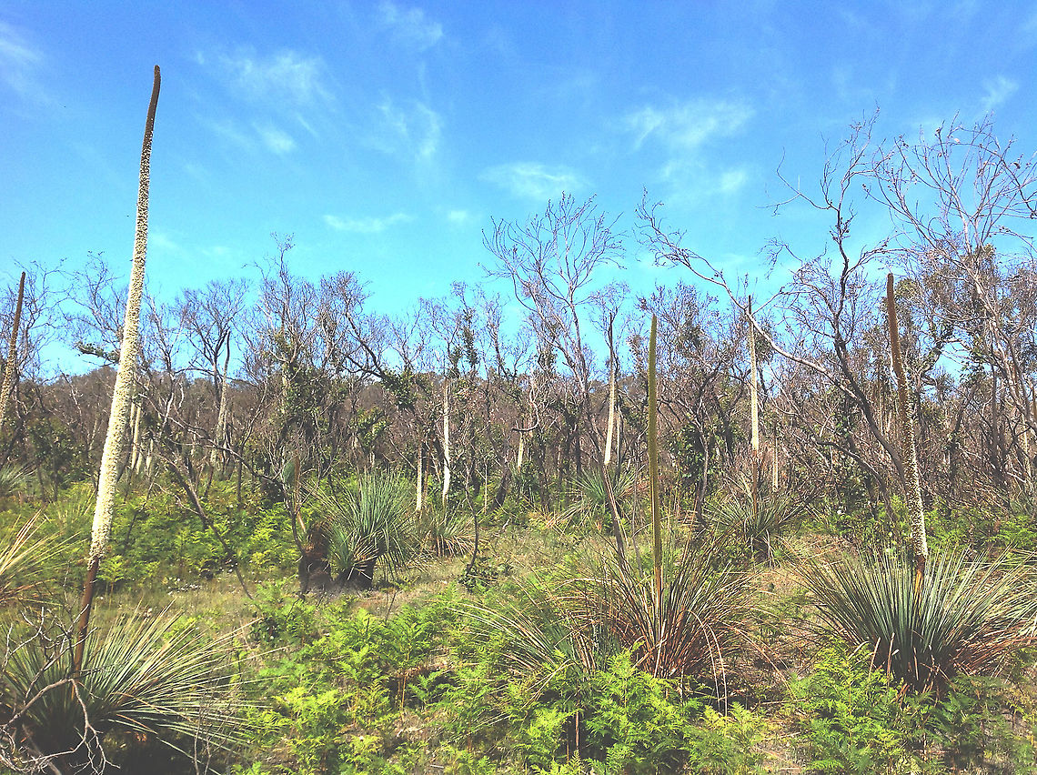 Tuffted grass trees - Xanthorrhoea semiplana After around 12 month of a bushfire the grass trees are back in full bloom.The small eucalyptus trees also showing regrows and all is rejuvenated again and full of live.<br />
<br />
 Australia,Eamw flora,Geotagged,Spring,Xanthorrhoea semiplana