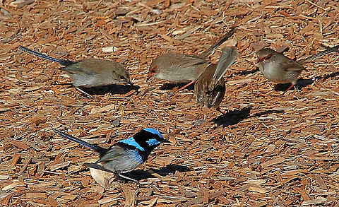 Male Superb fairy wren with his harem . Malurus cyaneus  Australia,Eamw birds,Geotagged,Malurus cyaneus,Superb Fairywren,Winter
