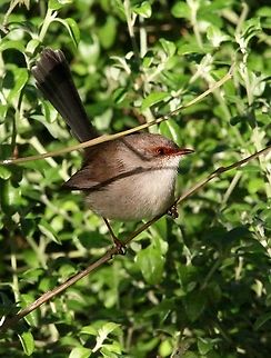 Female superb fairy wren - Malurus cyaneus  Australia,Eamw birds,Fall,Geotagged,Malurus cyaneus,Superb Fairywren