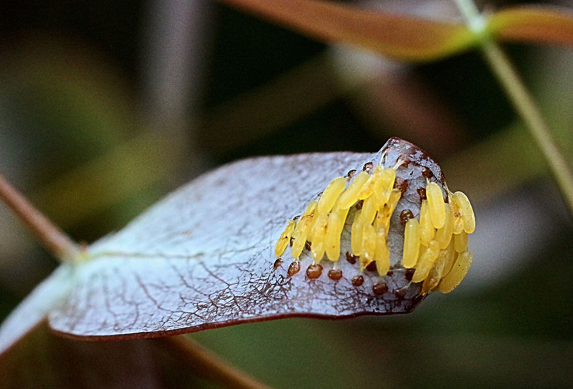 Eggs of unidentified species of leaf beetle .  Australia,Eamw beetles,Geotagged,Spring