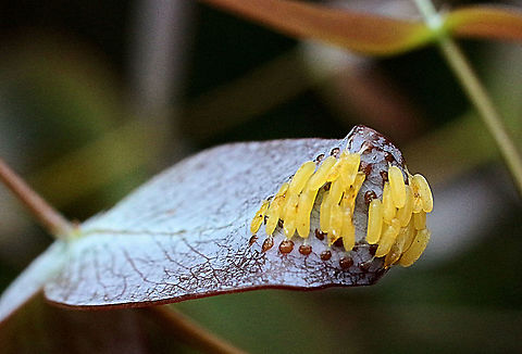 Eggs of unidentified species of leaf beetle .  Australia,Eamw beetles,Geotagged,Spring