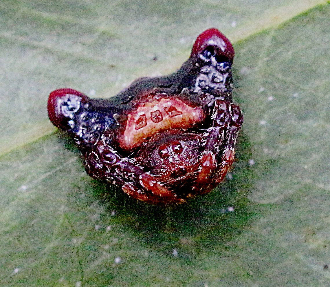 Small bird dropping spider - Arkys curtulus  Arkys curtulus,Australia,Eamw spiders,Geotagged,Small bird dropping spider