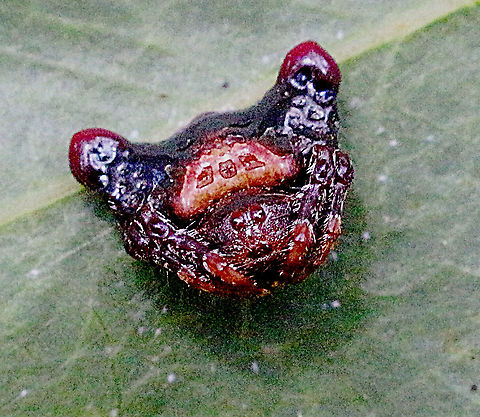 Small bird dropping spider - Arkys curtulus  Arkys curtulus,Australia,Eamw spiders,Geotagged,Small bird dropping spider