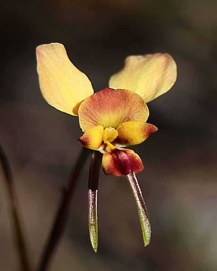 Diuris corymbosa  Australia,Diuris corymbosa,Diuris orientis,Eamw Diuris,Eamw flora,Eamw orchids,Eastern wallflower orchid,Geotagged,SpringOrchids September