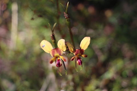Diuris corymbosa  Australia,Diuris corymbosa,Eamw flora,Eamw orchids,Geotagged,Mount Billy Conservation Park,Spring