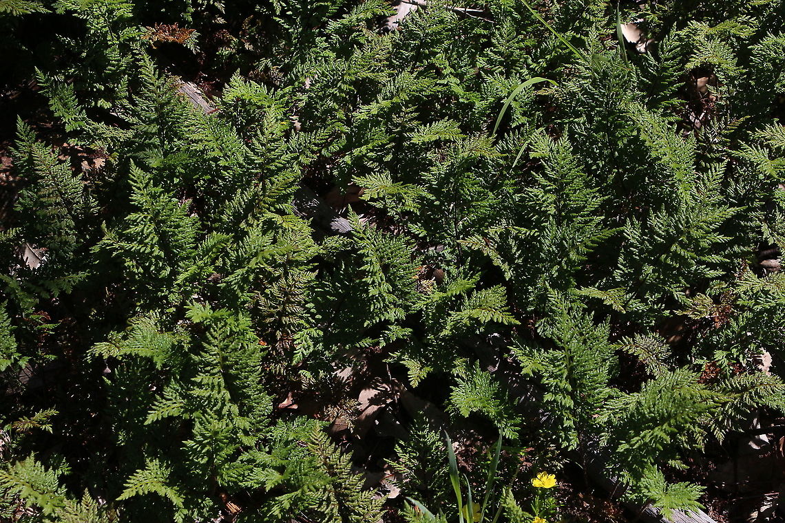Cheilanthes austrotenuifolia A small fern makes a good ground cover. Australia,Cheilanthes austrotenuifolia,Eamw flora,Geotagged,Spring