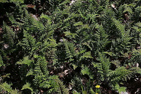 Cheilanthes austrotenuifolia A small fern makes a good ground cover. Australia,Cheilanthes austrotenuifolia,Eamw flora,Geotagged,Spring
