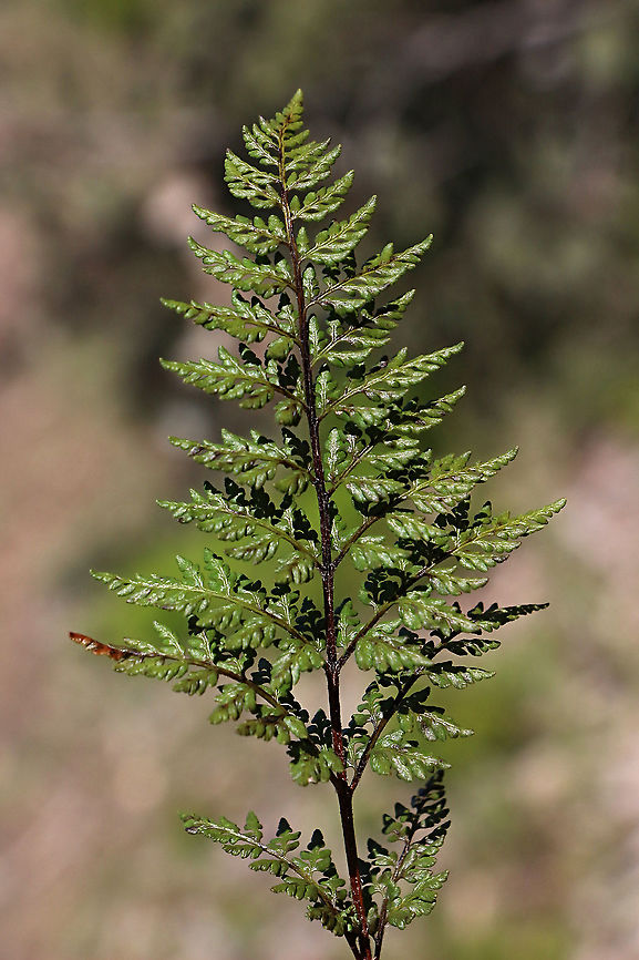 Cheilanthes austrotenuifolia This fern is only about 20 Cm high and forms a dense ground over. Australia,Cheilanthes austrotenuifolia,Eamw flora,Geotagged,Spring