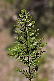 Cheilanthes austrotenuifolia This fern is only about 20 Cm high and forms a dense ground over. Australia,Cheilanthes austrotenuifolia,Eamw flora,Geotagged,Spring
