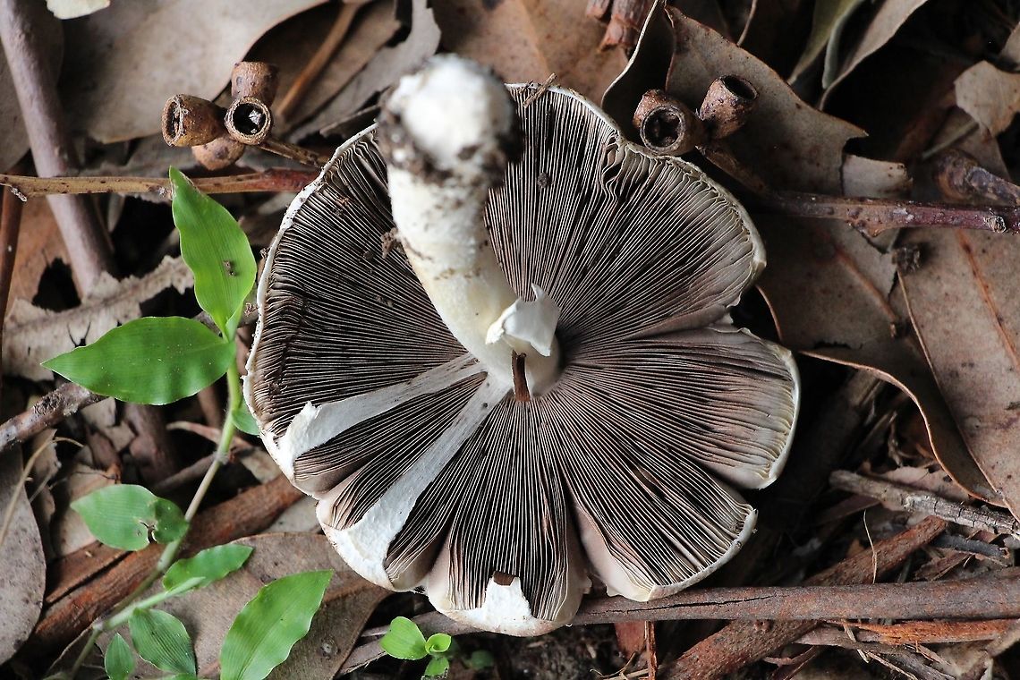 Slender parasol fungus - Macrolepiota clelandii Formation of gills Australia,Eamw fungi,Fall,Geotagged,Macrolepiota clelandii,Slender Parasol