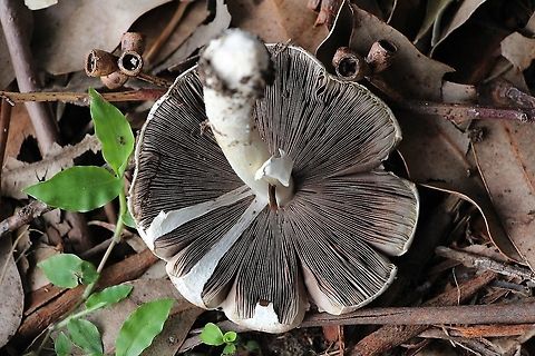 Slender parasol fungus - Macrolepiota clelandii Formation of gills Australia,Eamw fungi,Fall,Geotagged,Macrolepiota clelandii,Slender Parasol
