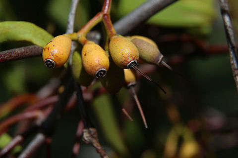 Fruit of box mistletoe - Amyema miquelii The fruit is very sweet and sticky  Amyema miquelii,Eamw flora,Eamw mistletoe