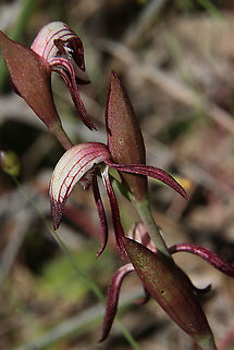 Red beaks - Pyrochis nigricans  Eamw flora,Eamw orchids,Fall,Geotagged,Orchids September,Pyrorchis nigricans,Red beaks