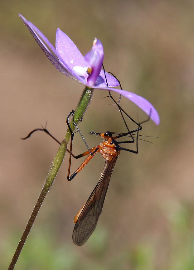 Scorpionfly - Harpobittacus australis Resting on a waxlip orchid  Australia,Eamw scorpion flies,Geotagged,Harpobittacus australis,Spring