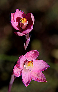 Salmon sun orchid - Thelymitra rubra Found only one of this lovely little orchid. Maybe October will be a better time. Eamw flora,Eamw orchids,Orchids September,Salmon sun orchid,Thelymitra rubra